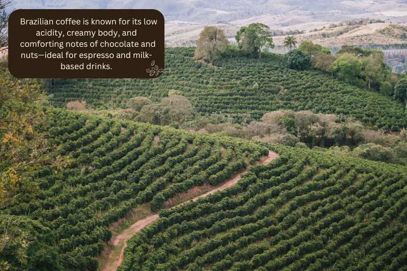 Brazilian coffee is known for its low acidity, creamy body, and comforting notes of chocolate and nuts—ideal for espresso and milk-based drinks.