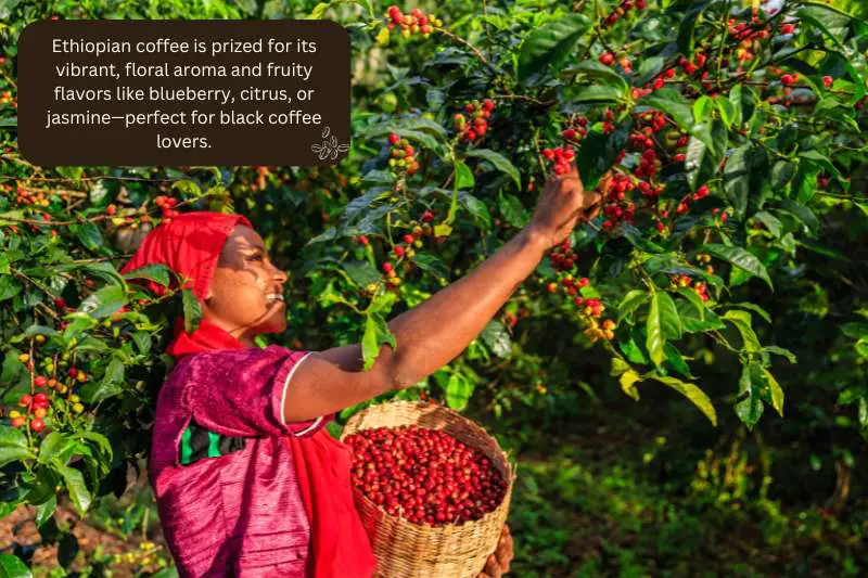 Ethiopian coffee is prized for its vibrant, floral aroma and fruity flavors like blueberry, citrus, or jasmine—perfect for black coffee lovers.
