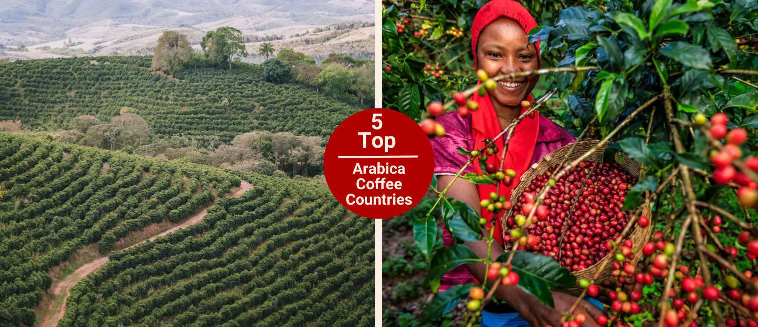 Top Arabica Coffee Producing Countries