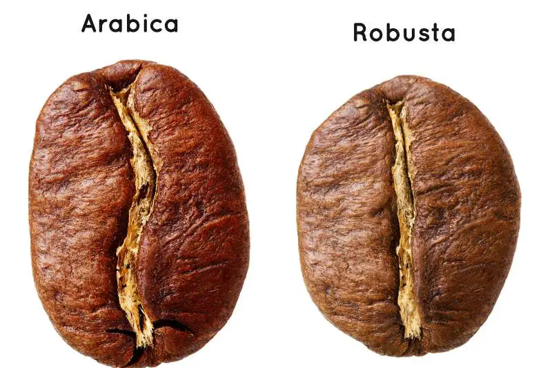 arabica vs robusta