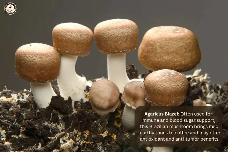 Agaricus Blazei: Often used for immune and blood sugar support, this Brazilian mushroom brings mild earthy tones to coffee and may offer antioxidant and anti-tumor benefits