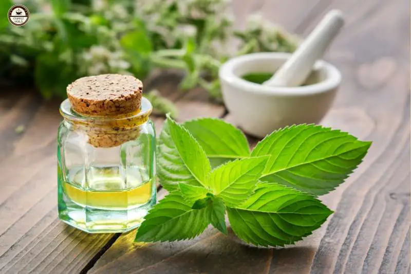 Peppermint Extract