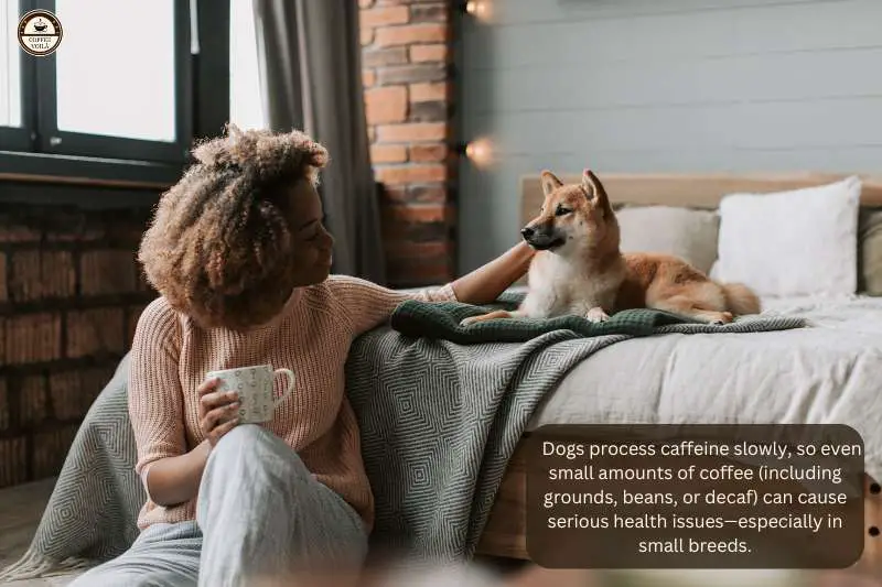 Dogs process caffeine slowly, so even small amounts of coffee (including grounds, beans, or decaf) can cause serious health issues—especially in small breeds.