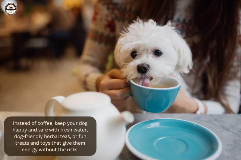 Instead of coffee, keep your dog happy and safe with fresh water, dog-friendly herbal teas, or fun treats and toys that give them energy without the risks.
