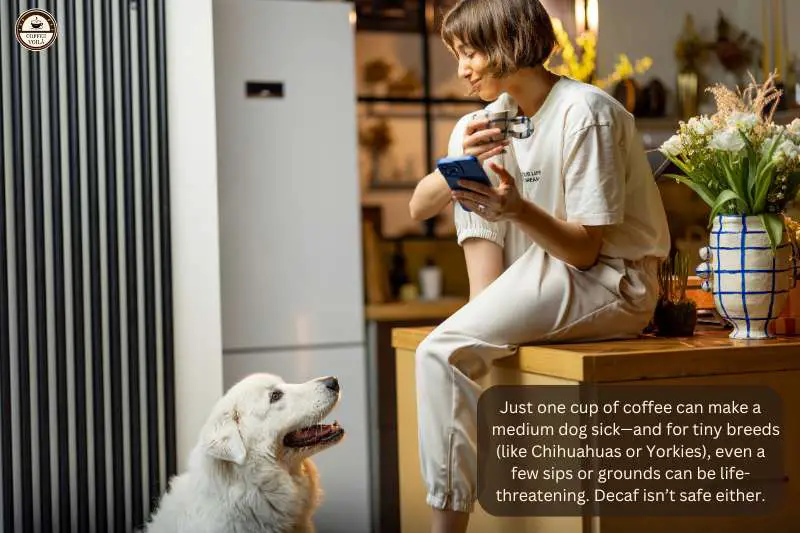 Just one cup of coffee can make a medium dog sick—and for tiny breeds (like Chihuahuas or Yorkies), even a few sips or grounds can be life-threatening. Decaf isn’t safe either.