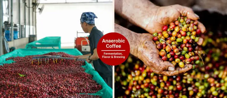 What Is Anaerobic Coffee