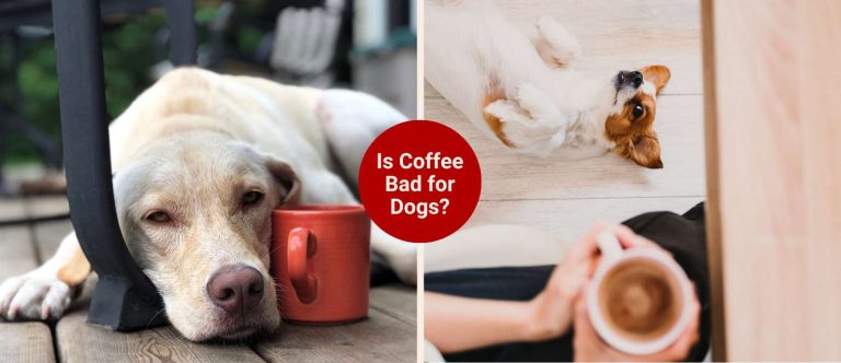 is coffee bad for dogs