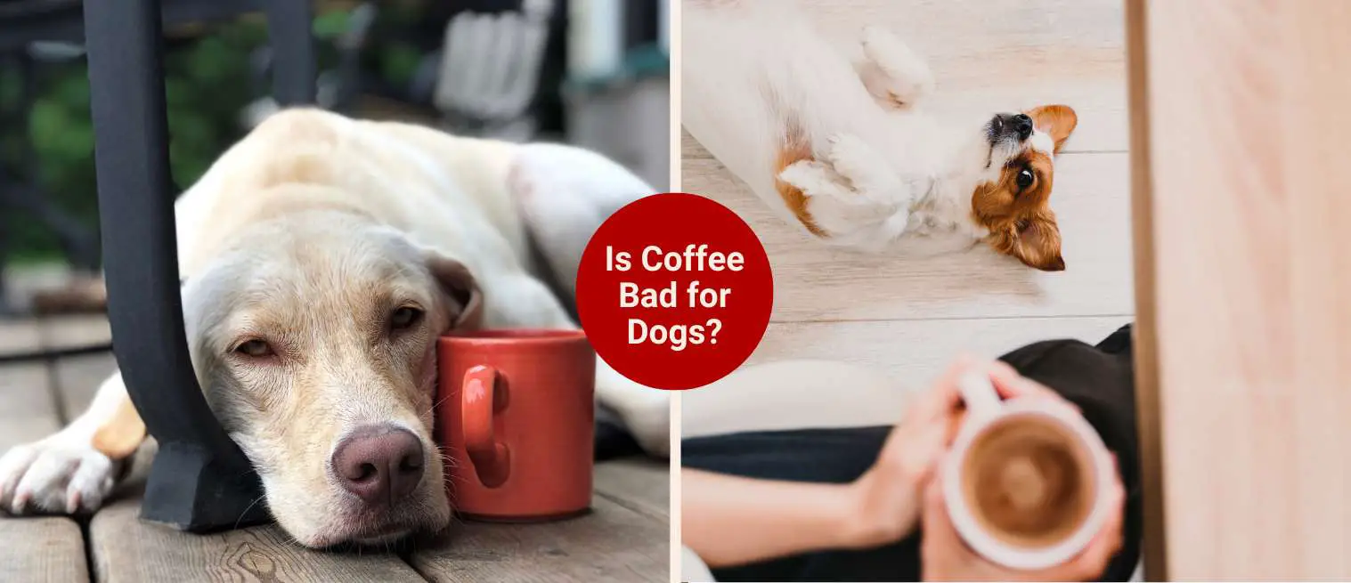 is coffee bad for dogs