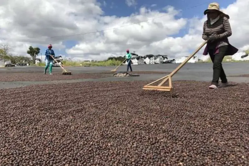 natural (dry) processing coffee